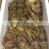 Spiny Lobster thumbnail-2