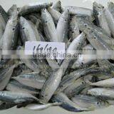 Frozen Horse Mackerel Frozen Food thumbnail-1