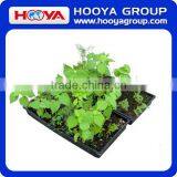 Roll n Grow Flower & Lazy Flower Carpet thumbnail-1