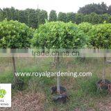 Ficus Panda 1 Ball ( 1 Step) Nursery thumbnail-2