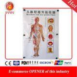 Acupuncture Points Charts Wall Form 7 Pages Paper (47cmX66cm) Meridian Chart Acupoint