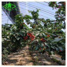 Blue/transparent PE/EVA Greenhouse Film for Flowers thumbnail-3