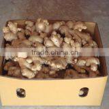 Fresh Ginger From Thailand thumbnail-1