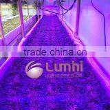 lumini high quality high lumen 1200w led grow lights