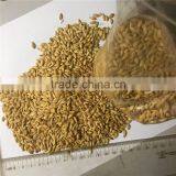 Australia Barley for Food Beer Feed Cheap thumbnail-1
