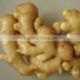 Fresh Ginger for Sale thumbnail-3