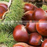 Sweet Chestnut Wholesales Price Shandong Crop and Dandong Crop