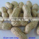 Delicious Organic Taste Peanut in Shell thumbnail-3