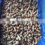 Top Quality China Mushroom With Good Price thumbnail-5