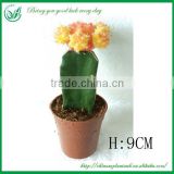 Mini Colorful Indoor Cactus plants