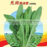 Long shape Lettuce seed lettuce