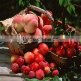 Crystal State 20% Gibberellic Acid thumbnail-3