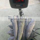 Ready Stock Sea Frozen Mahi Mahi Whole Round 2kgs + thumbnail-3