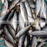 Seafood Horse Mackerel thumbnail-2