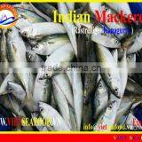 W/R FROZEN INDIAN MACKEREL thumbnail-3