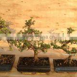 Portulacaria Afra ( Jade Plant) Bonsai S Shape thumbnail-1