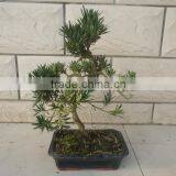 Indoor Bonsai Podocarpus Macrophyllus for Decoration S Shape thumbnail-3