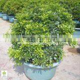 Aglaia Odorata Ornamental Plants thumbnail-1