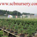 Cycas Bonsai Nursery thumbnail-2