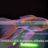 Butterfly Koi Fish For Sale / Aquarium Fish Export thumbnail-1
