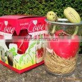 Heart Shaped Magic Bean or Magic Message Plant in a Can thumbnail-1