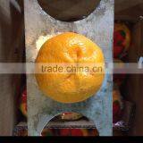 In 2016 Yongchun Fresh Orange Fragrant and Sweet Bright Red High Sugar thumbnail-4