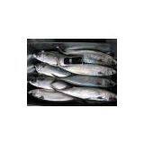 FROZEN INDIAN MACKEREL thumbnail-2