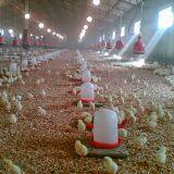 Large Span Poultry Farm for Wholesales Chicken House Designs thumbnail-5