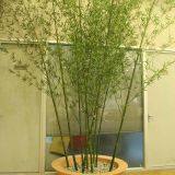 Artificial Bamboo Tree thumbnail-3