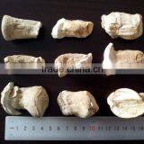 Dried Mushroom Leg , Mushroom Stem thumbnail-4