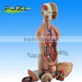 Mini Medical Human Body Sexless Torso Model thumbnail-1