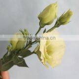 China Factory Direct Lisianthus Flower thumbnail-2