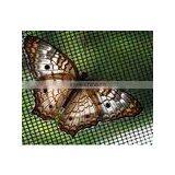 Plastic Window Screen Mesh