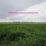 Small Size Chinese Licorice Root Seeds Glycyrrhiza Uralensis Seeds For Growing thumbnail-4