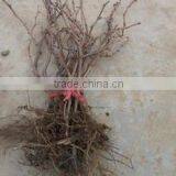 Easy Survival Putao Shu:The Grape Seedling thumbnail-3