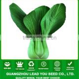 PK01 DP heat resistant f1 hybrid pakchoi seeds, rape seeds for planting