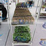 380 Seedling Dish Tool Car thumbnail-1