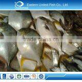 IQF Frozen Whole Round Golden Pomfret Fish thumbnail-5
