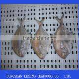 Frozen Black Pomfret