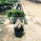 Ficus Microcarpa Ginseng Bosnai thumbnail-6