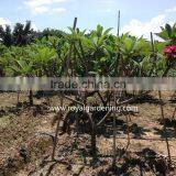 Plumeria Rubra(Red Frangipani) thumbnail-2