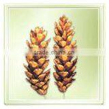 Strobus Pine On Stem thumbnail-1