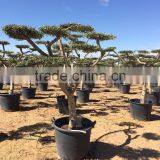 Olive Tree - Olea Europaea Mini Pompon thumbnail-4