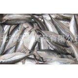 Frozen Jack Mackerel Whole Round thumbnail-1