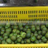 HP-360 Spray Washer Type Watermelon Peach Lemon Roller Cleaning Machine thumbnail-6