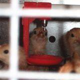 Seychelles Poultry Farming Equipment Battery Broiler Chicken Cage & Meat Chicken Cage & Chicken Coop in Poultry House