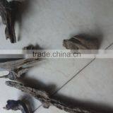 Agar Wood India Indian Neutral Wild thumbnail-2