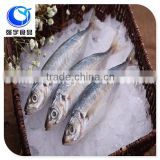 Beihai frozen seafood Grade a big/small eyes scad