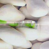 New Design Fashion Surgical Star Zircon Septum Piercing Horseshoes Hoop Nose Ring thumbnail-4