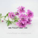 Freshly Flower Wide Varieties Fresh Chrysanthemum With 10 Stems/Bundle Wild Kunlun Chrysanthemum With 0.5kg/Bundle Chrysanthemum thumbnail-5